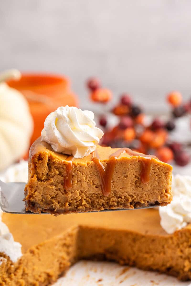 Serving pumpkin cheesecake with gingersnap crust.