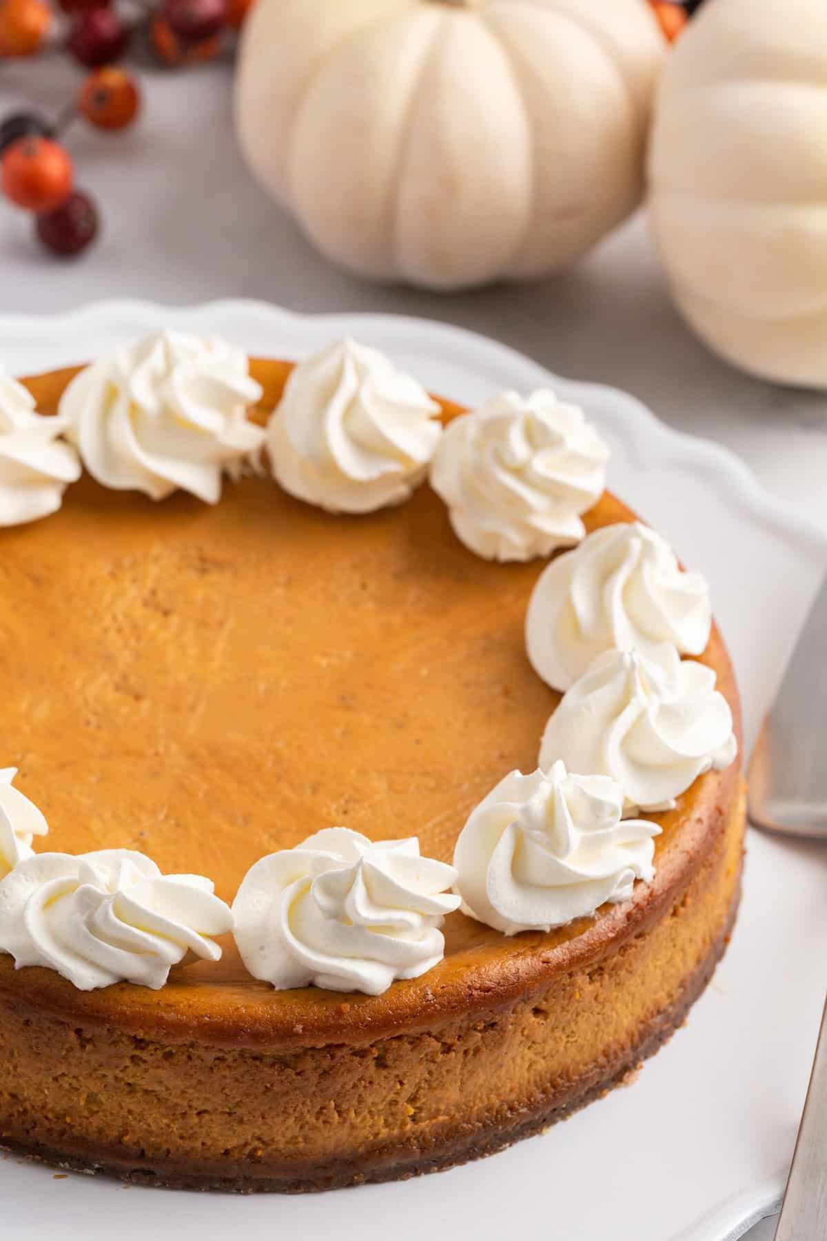 Pumpkin cheesecake with gingersnap crust with piped whipped cream.